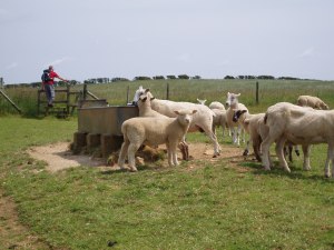 Very Photogenic Lambs!